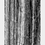 No. 8