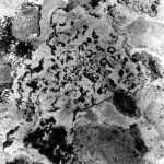 No. 29
